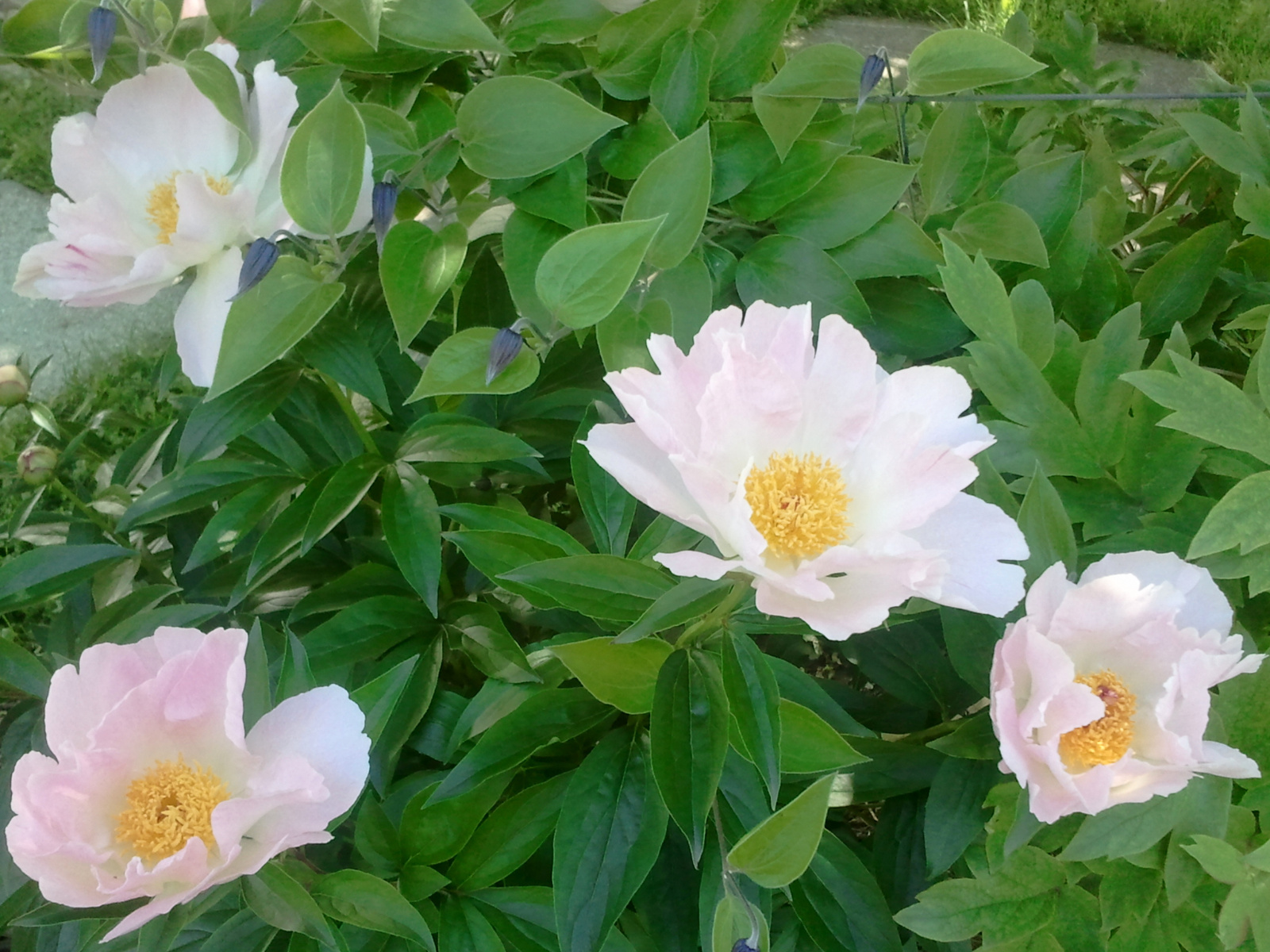 Garden Peony